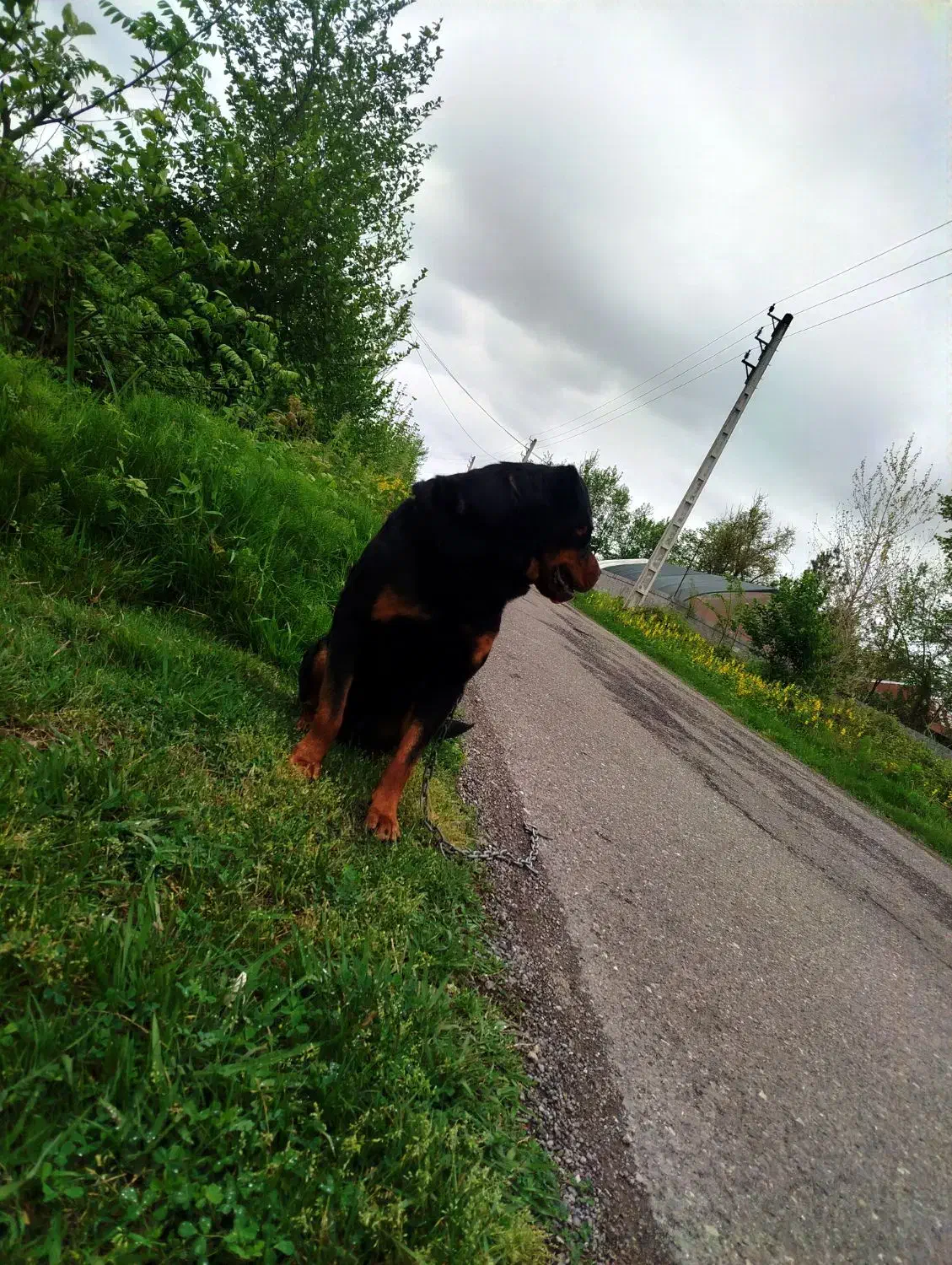 سگ روت وایلر برای جفت آلمانی|سگ|رشت, فخب|دیوار