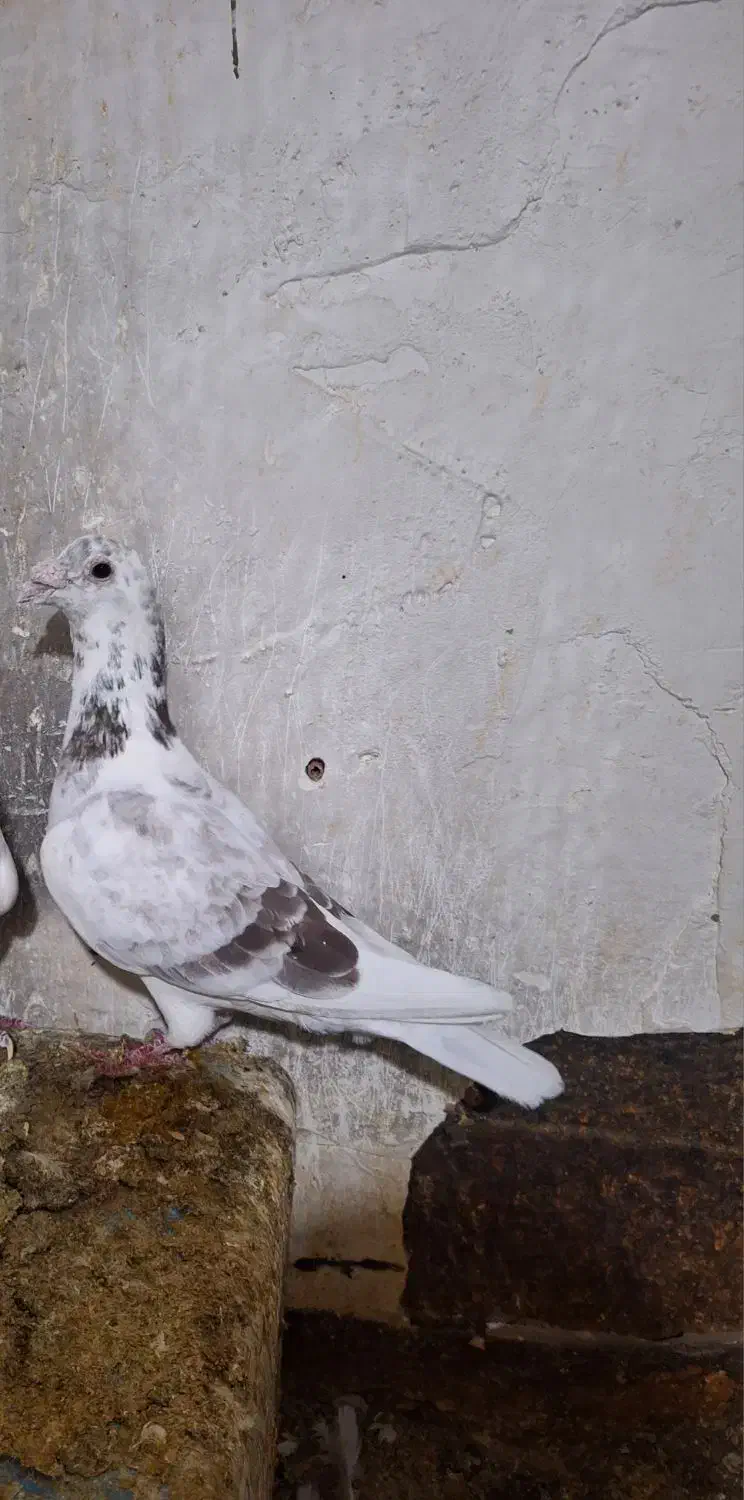 سار اقون نر.|پرنده|مشهد, استاد یوسفی (شهرک غرب)|دیوار