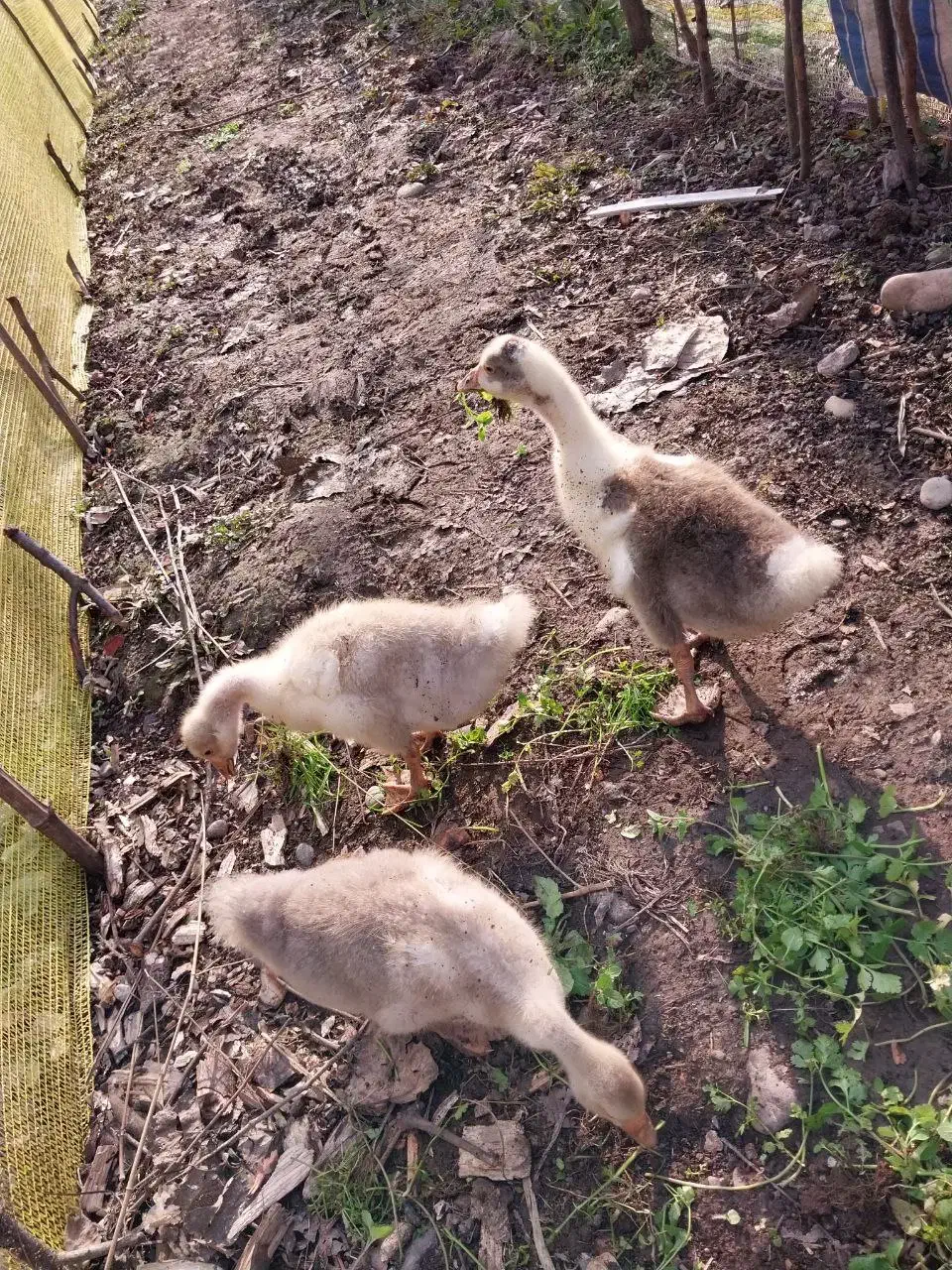 حیوانات مزرعه|حیوانات مزرعه|سیاهکل, |دیوار