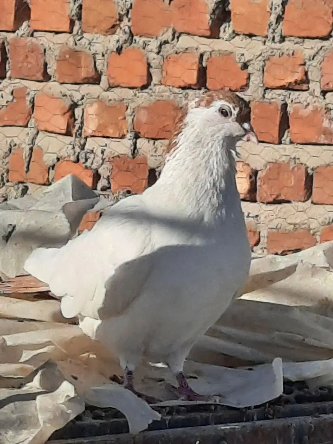 فروشی موقعیت خاش|پرنده|خاش, |دیوار