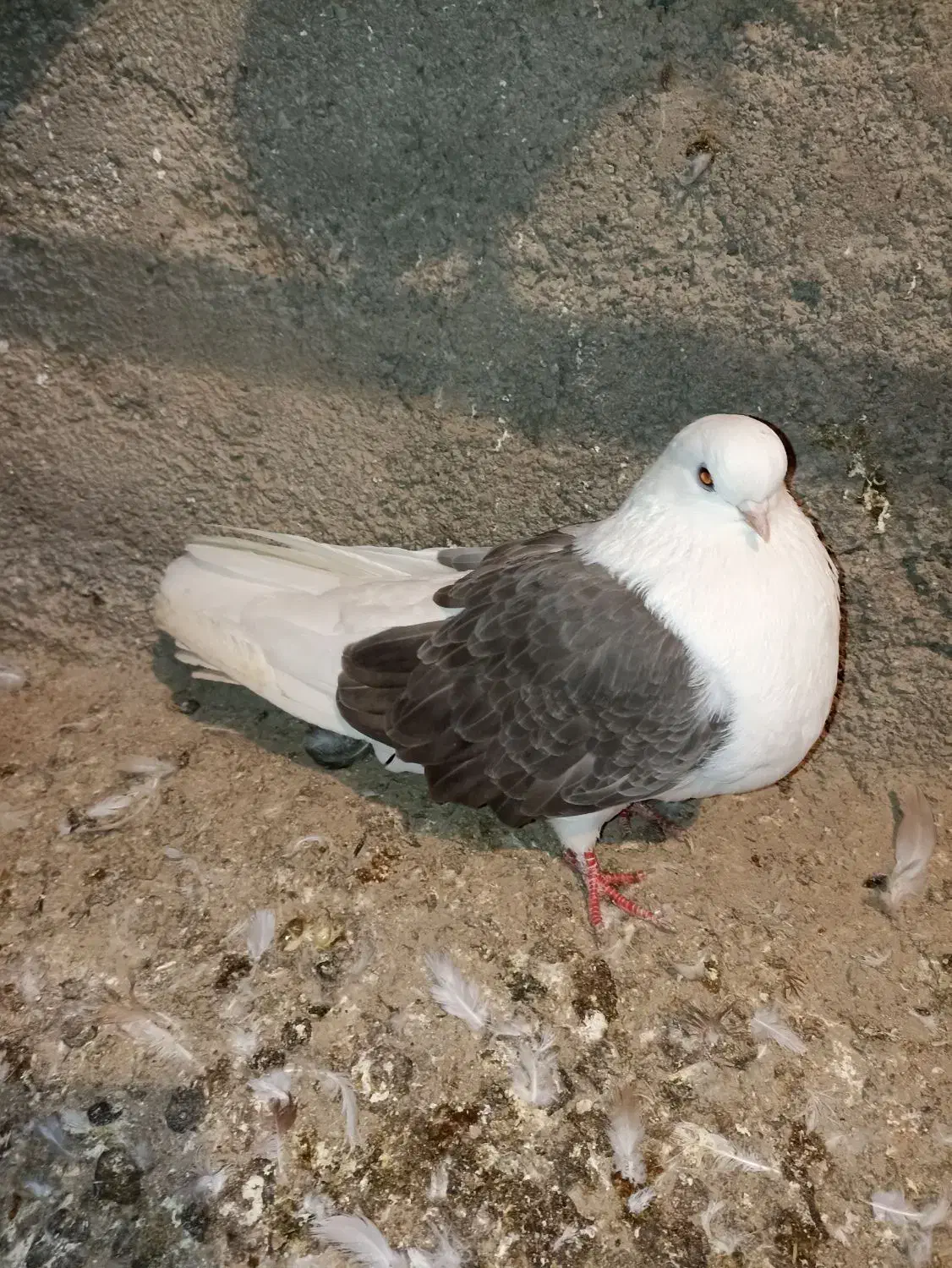 کفتر.دوبال سبز نوک کوتاه.ماده|پرنده|گرگان, |دیوار