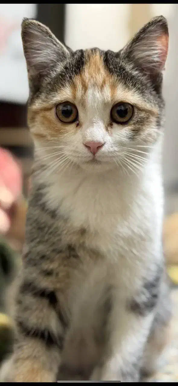 واگذاری گربه فوری (رایگان)|گربه|یزد, |دیوار