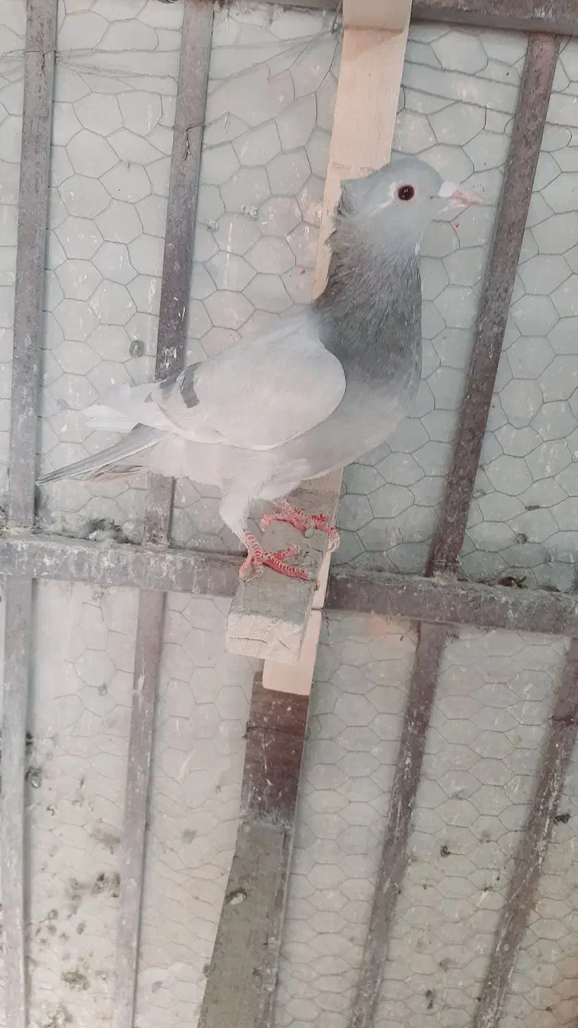 تعدادی کفتر ماده خوشگل|پرنده|کرمان, |دیوار