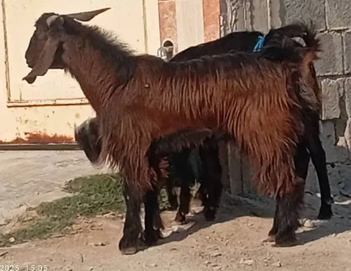 بز حامله و کهره نر|حیوانات مزرعه|برازجان, |دیوار