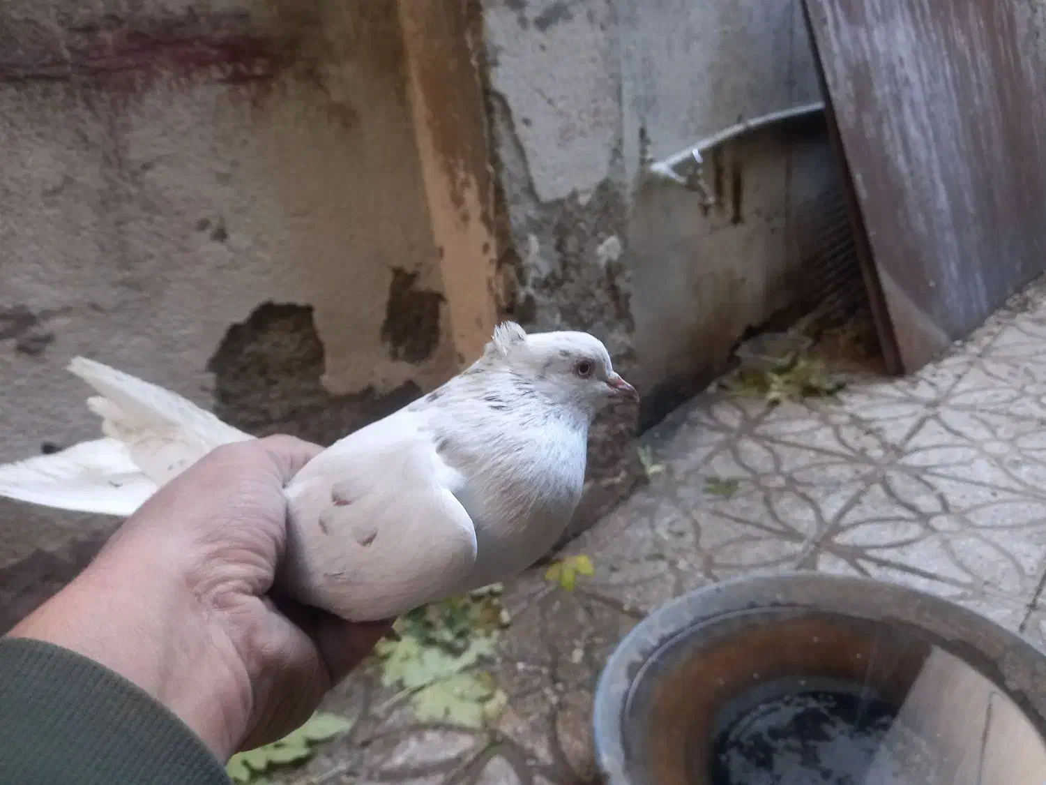 کبوترهای سو قدیم تهران|پرنده|تهران, حشمتیه|دیوار