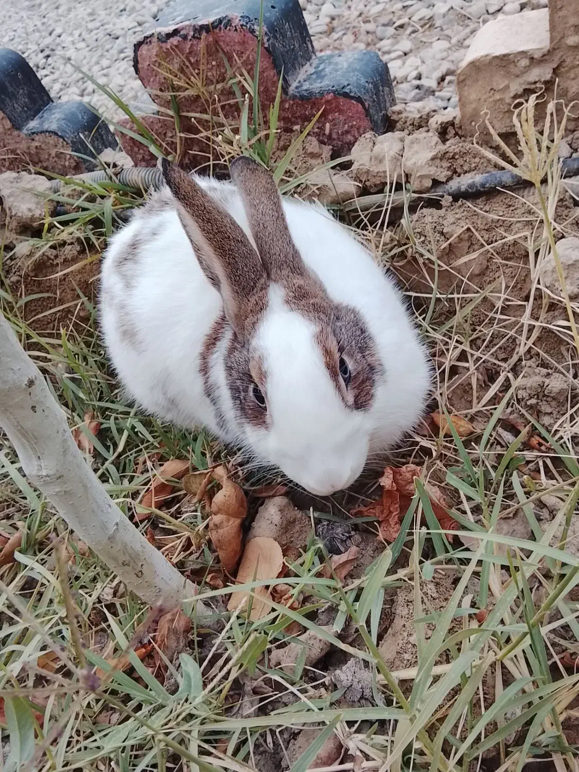 خرگوش خوب قشنگ هست خوشگل هست سالم هست|موش و خرگوش|رباطکریم, وهن آباد|دیوار