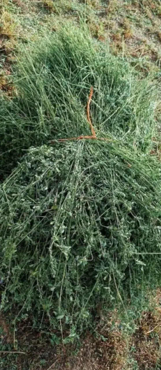 یونجه خشک|لوازم جانبی حیوانات|اسفراین, |دیوار