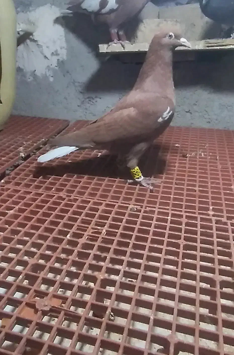 جوجه نر شتری|پرنده|نیمروز, |دیوار