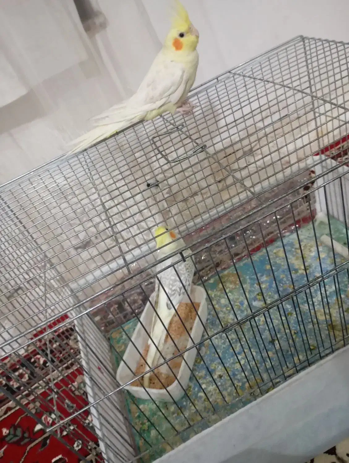 یک جفت عروس هلندی اهلی|پرنده|ملکان, |دیوار