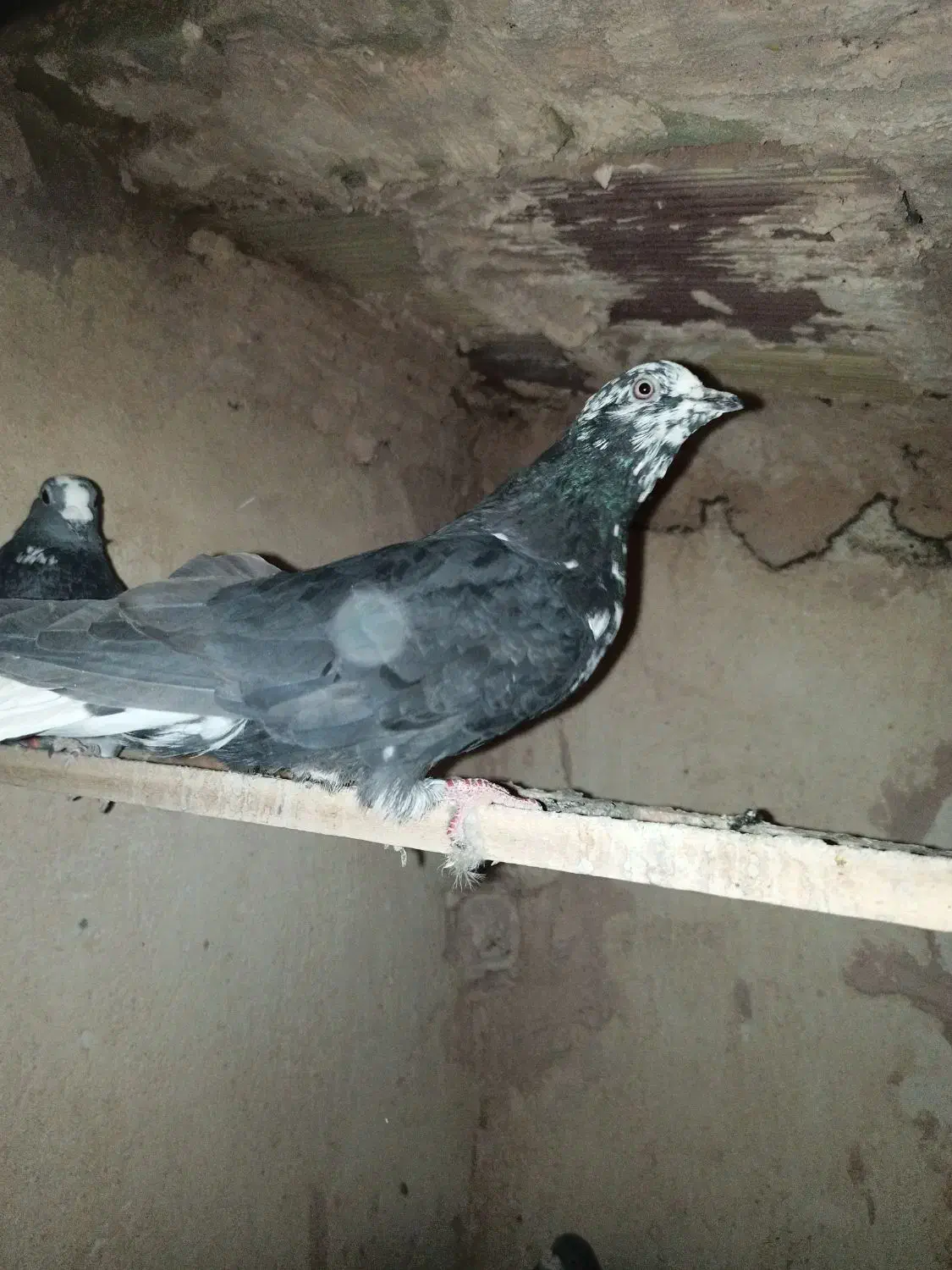 دوتا کفتر پرشی گرفتنی نر|پرنده|سبزوار, پیام|دیوار