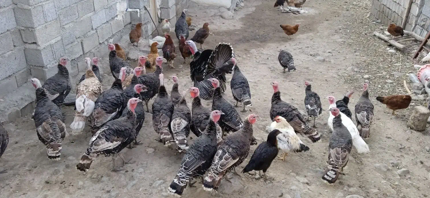 حیوانات|حیوانات مزرعه|مشگین شهر, |دیوار