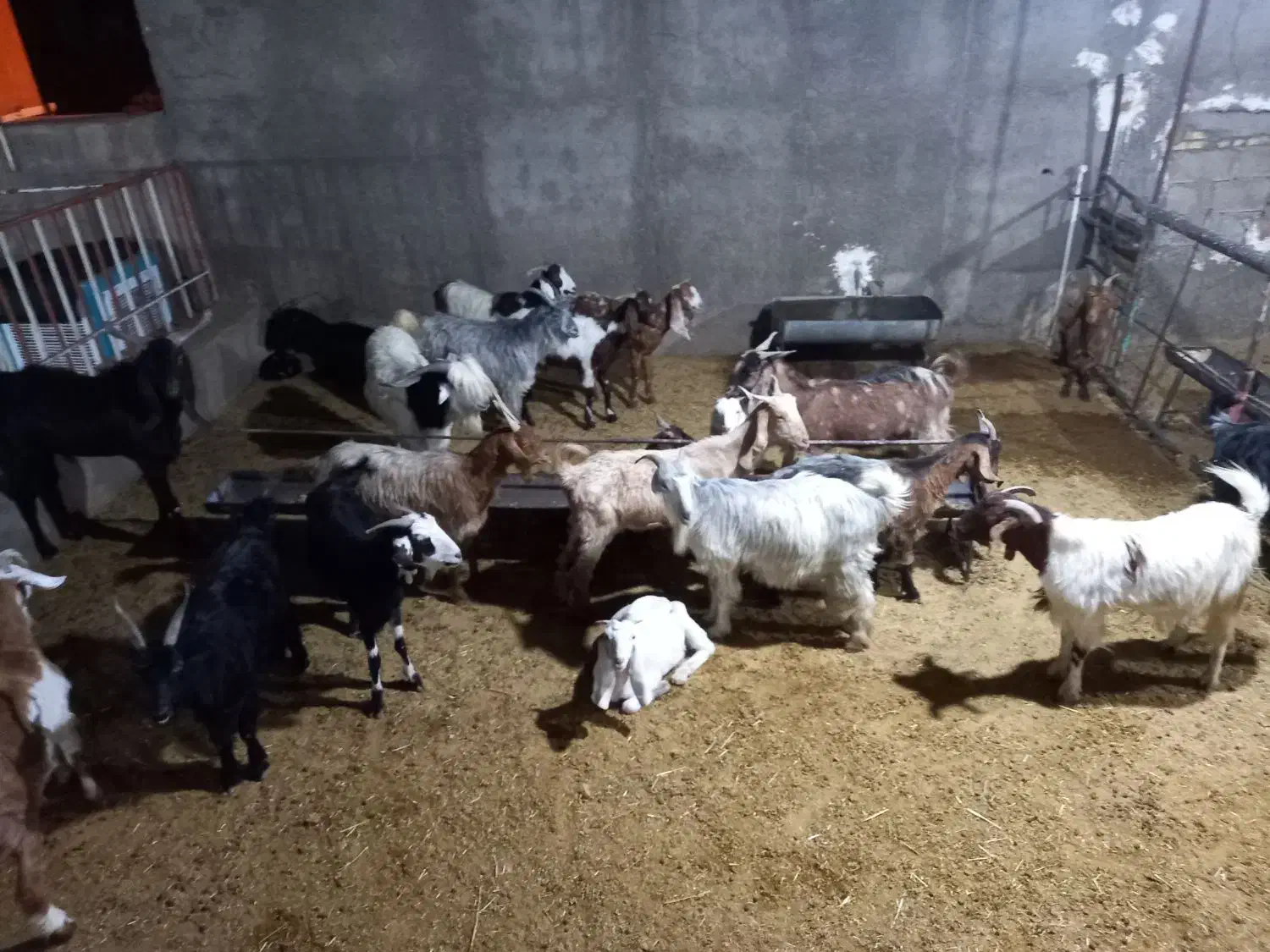 چند عدد بز دقلو زا داشتی همه سرحال وسالم|حیوانات مزرعه|مسجد سلیمان, |دیوار