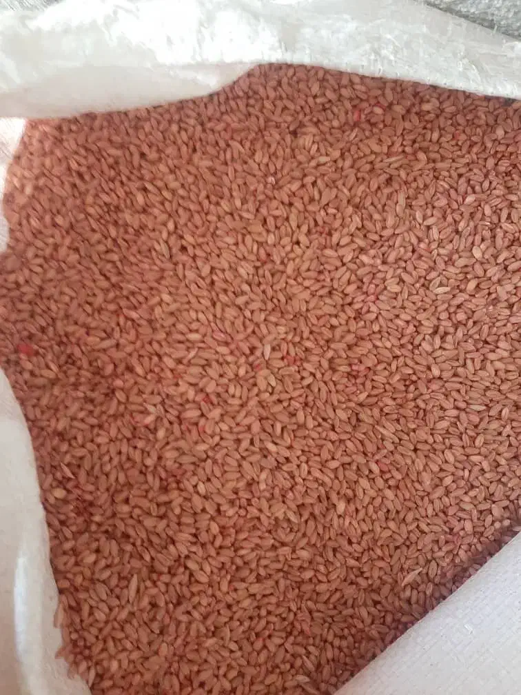 گندم بوجاری شده|خدمات باغبانی و درختکاری|چوار, |دیوار