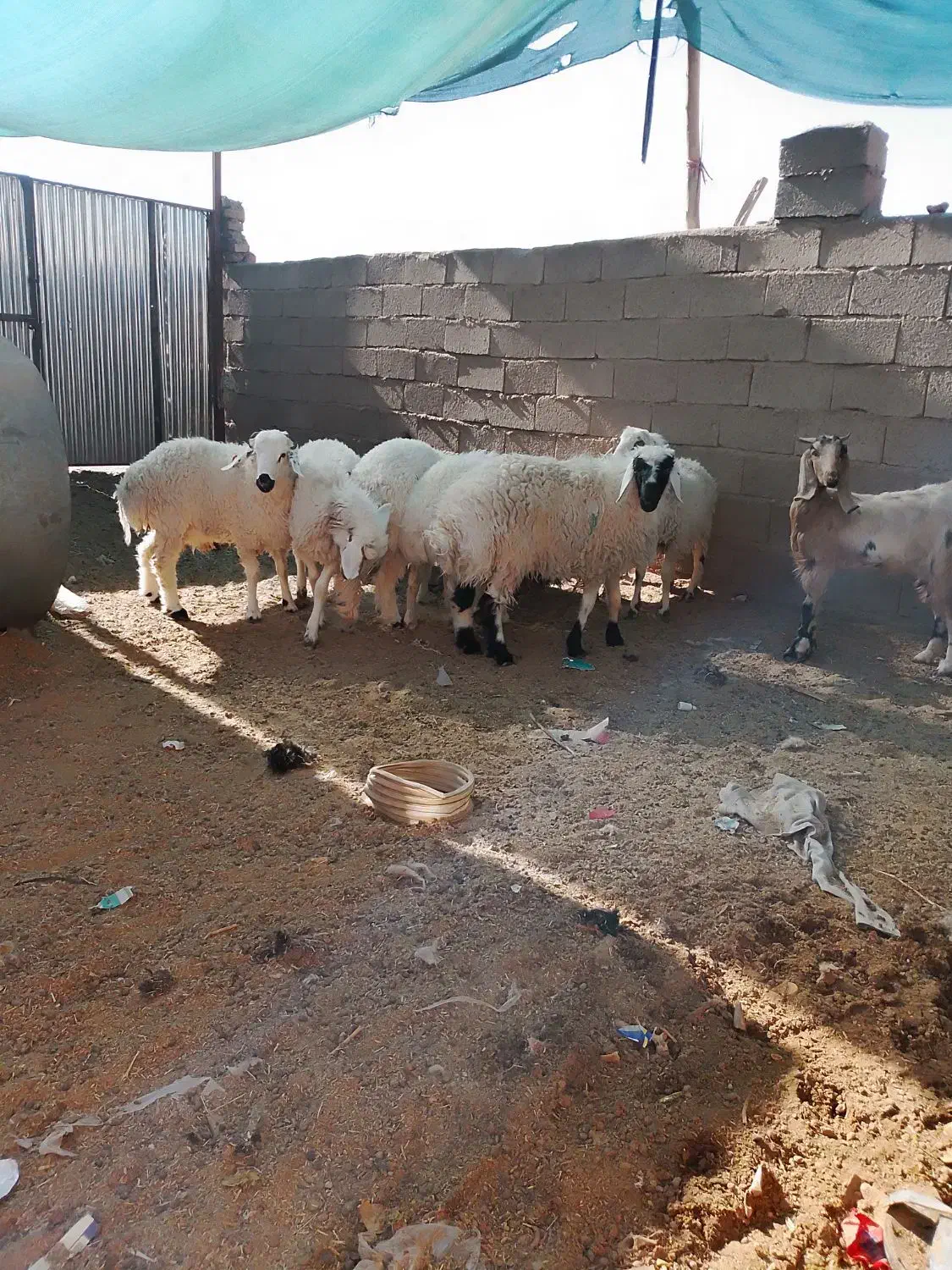 تعدادی بره نر فروشی چاق چاق|حیوانات مزرعه|نهبندان, |دیوار