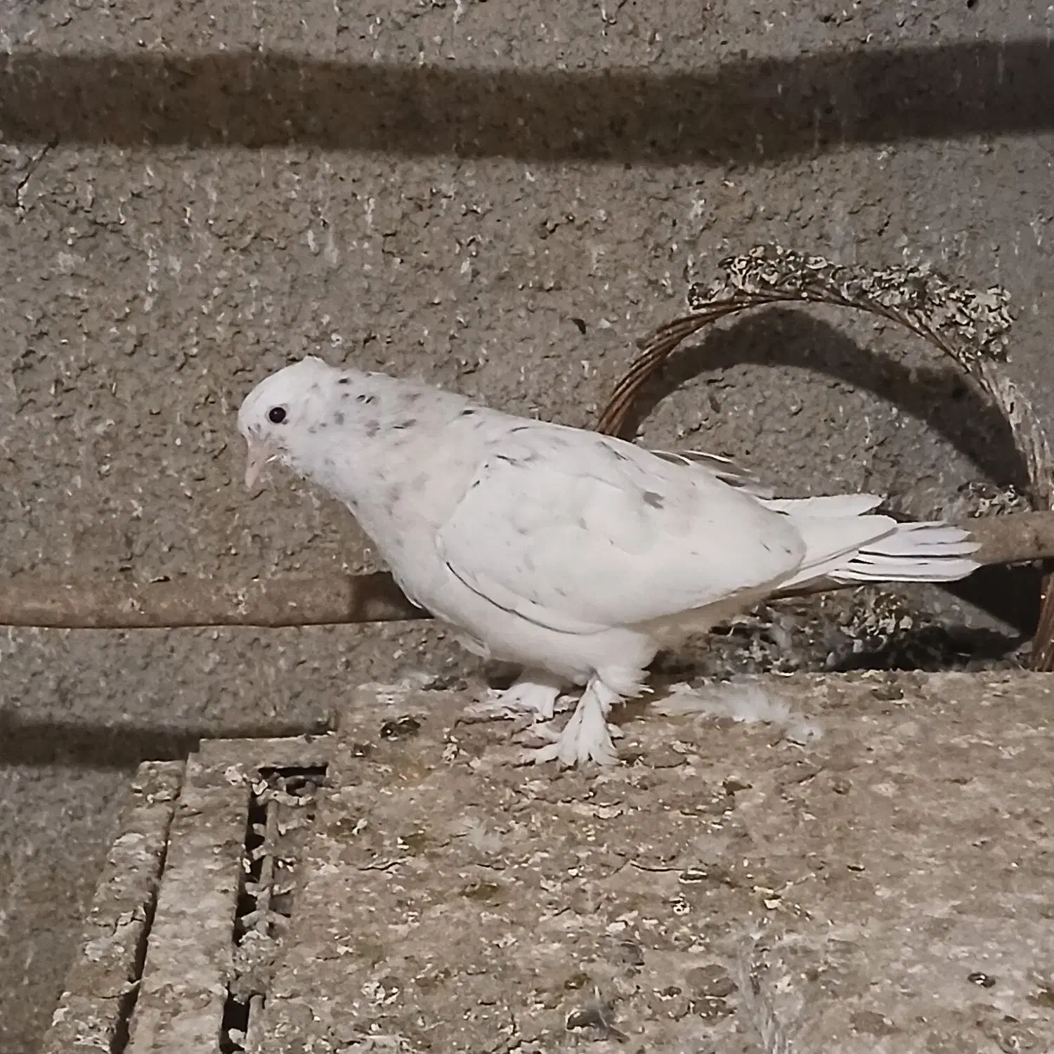 کفترپر|پرنده|محمدشهر, محمدشهر|دیوار