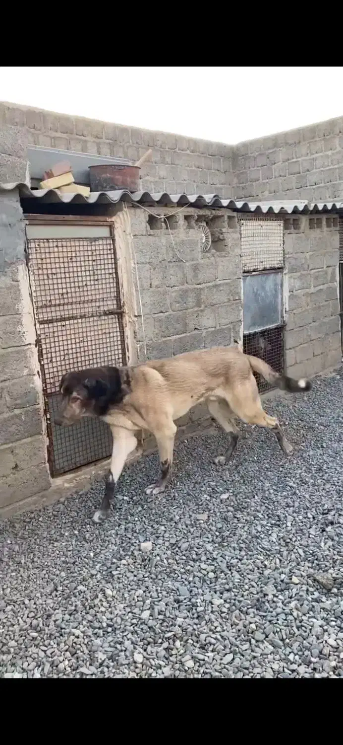 واگذاری پژدر ۱۱ماهه|سگ|بوکان, |دیوار