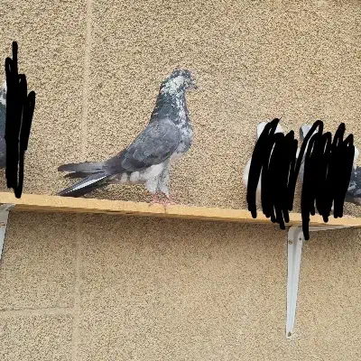 کبوتر غاره سبز|پرنده|گلپایگان, |دیوار