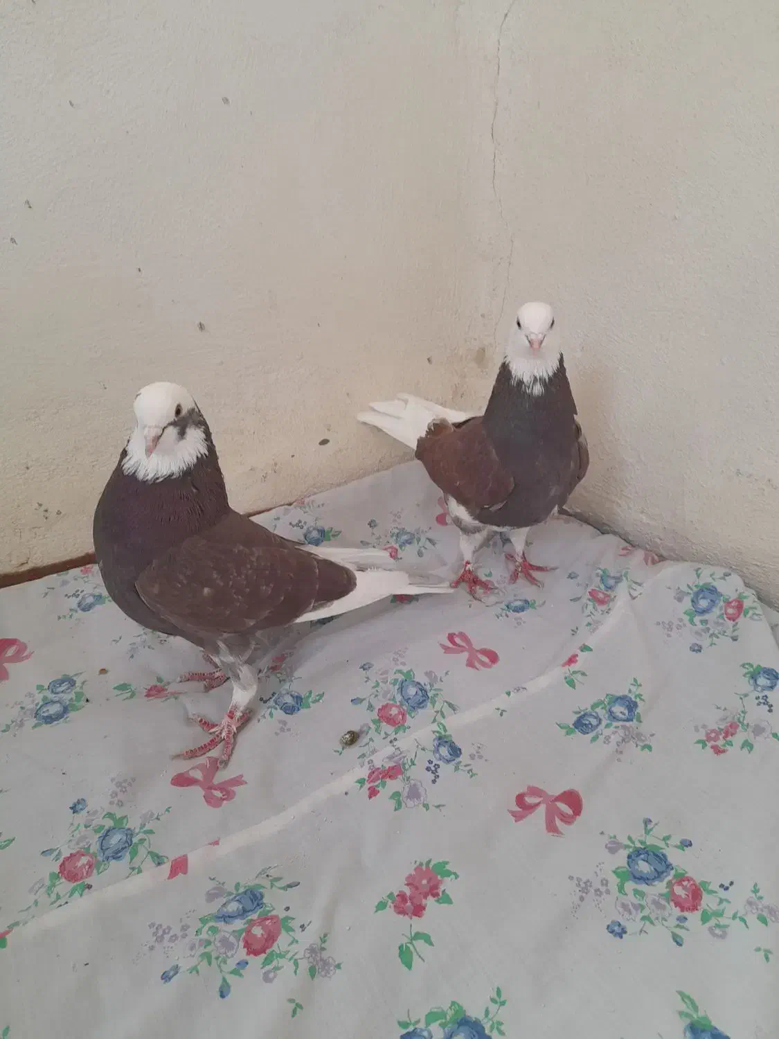 گفتر شازده|پرنده|قم, شهرک مهدیه (مدرس)|دیوار