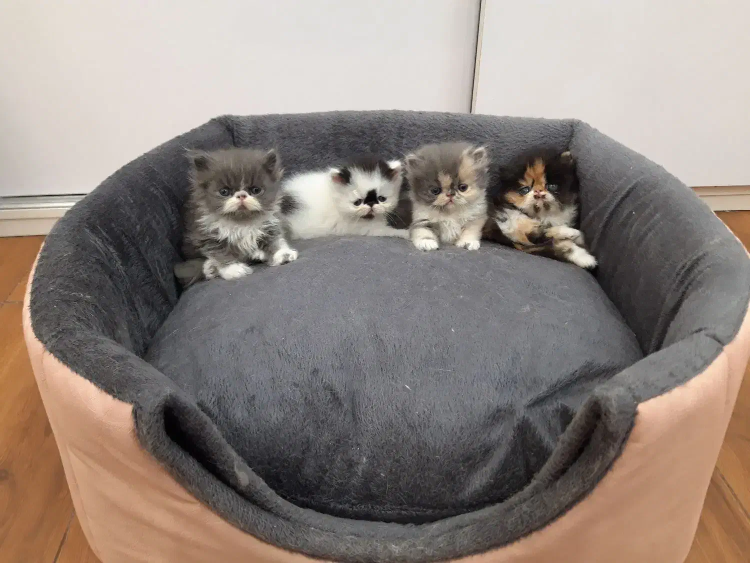 پرشین نرو ماده ۲ماهه|گربه|کهریزک, |دیوار