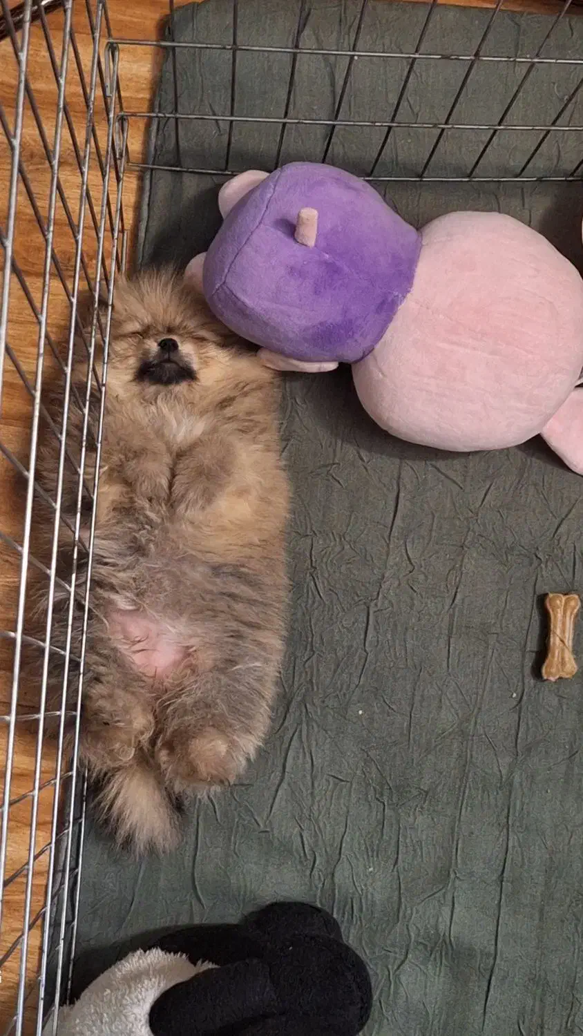 پامر خرسی ۶ ماهه|سگ|تهران, زعفرانیه|دیوار