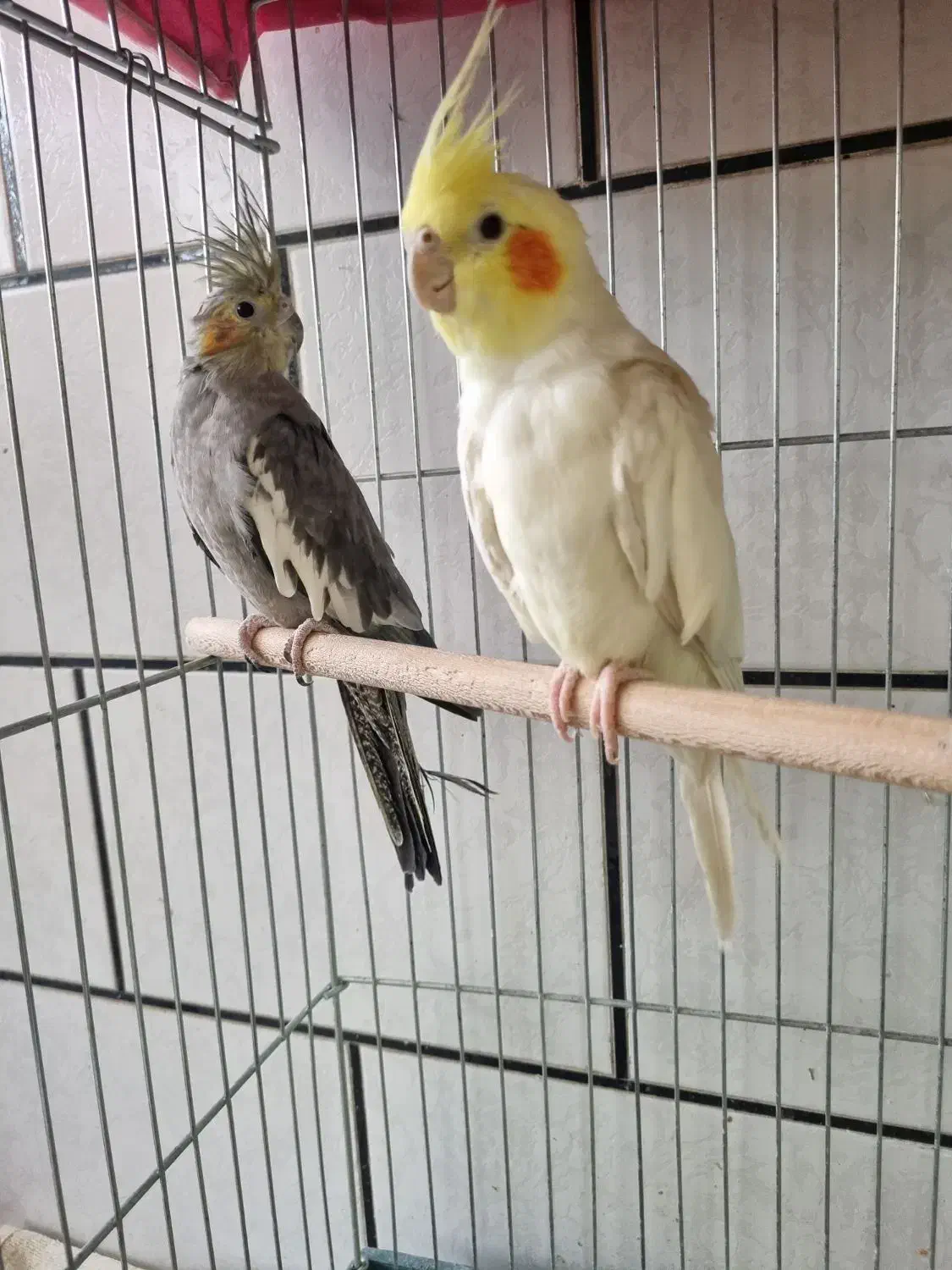 عروس هلندی|پرنده|مبارکه, |دیوار