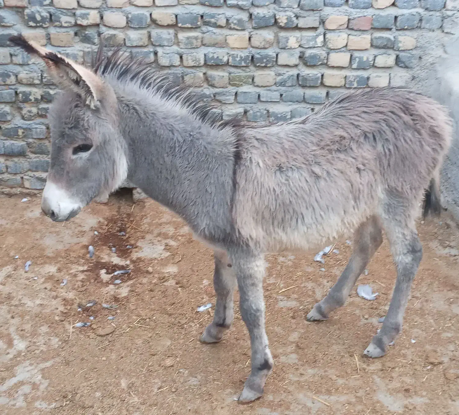 الاغ فروشی|حیوانات مزرعه|پاکدشت, پاکدشت (مامازند)|دیوار