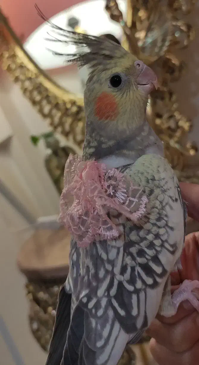 عروس هلندی|پرنده|مشهد, کوشش|دیوار