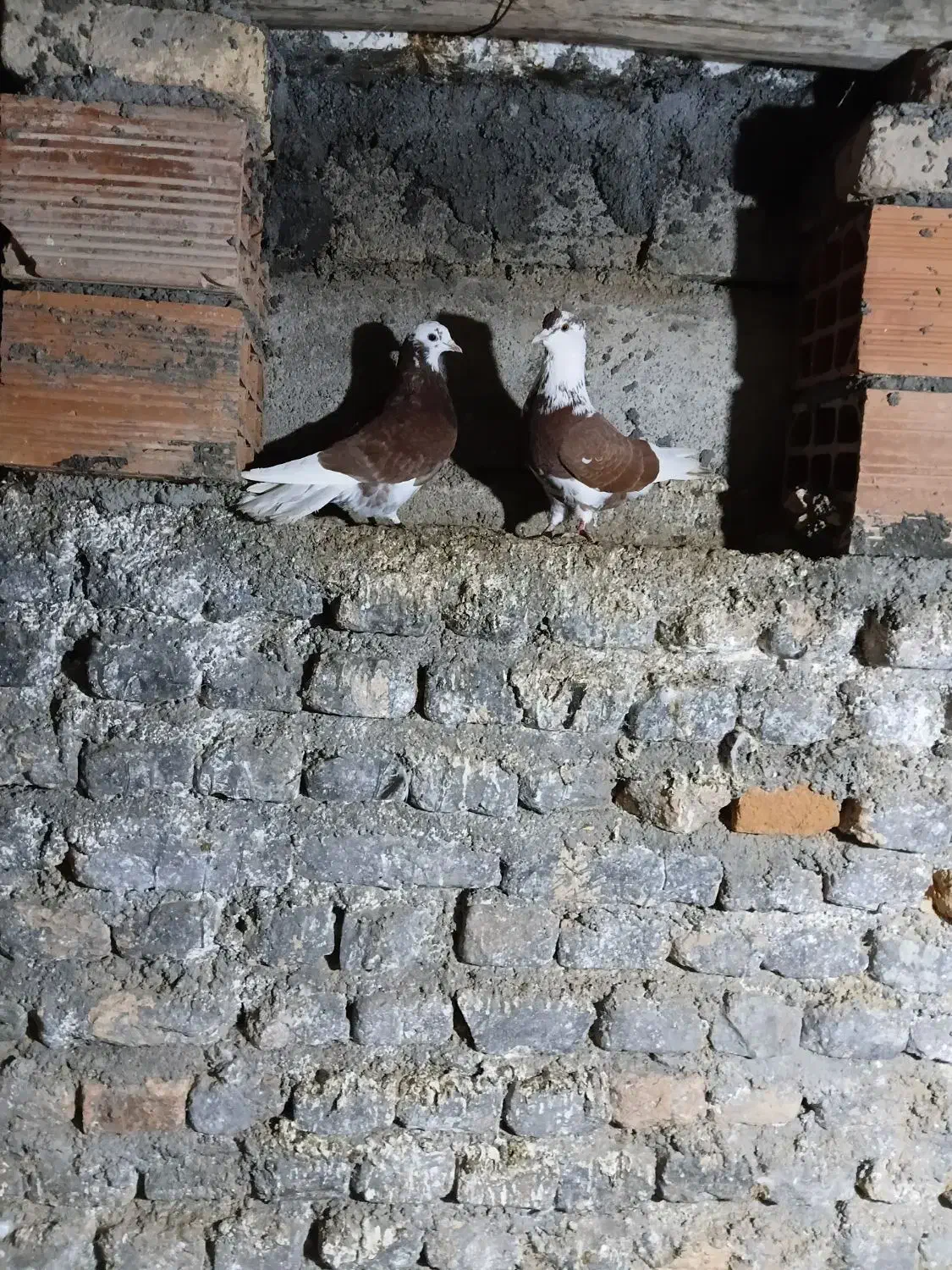 کبوترپرشی  دربندرترکمن|پرنده|بندر ترکمن, |دیوار