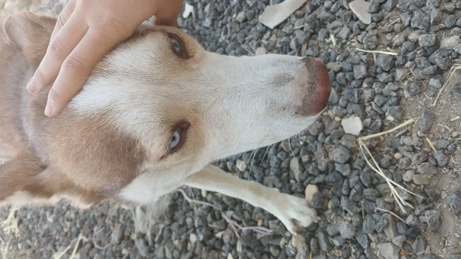 سگ هاسکی|سگ|طسوج, |دیوار