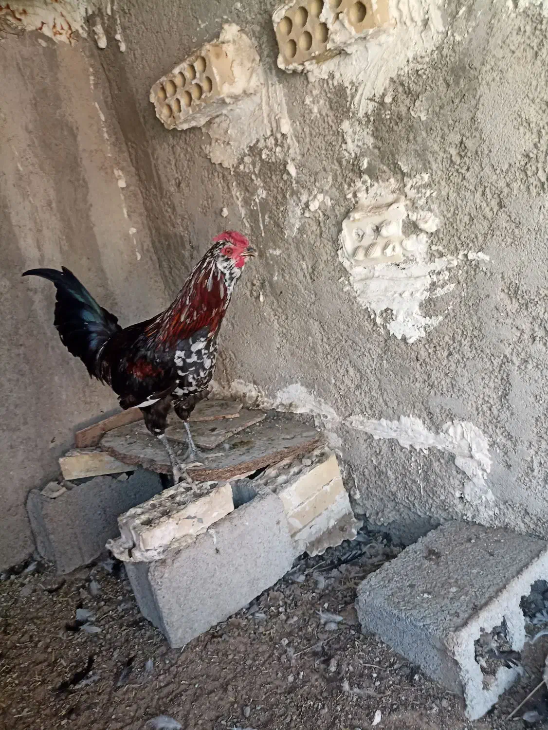 خروس گیلن اصل ابپخش|حیوانات مزرعه|آبپخش, |دیوار