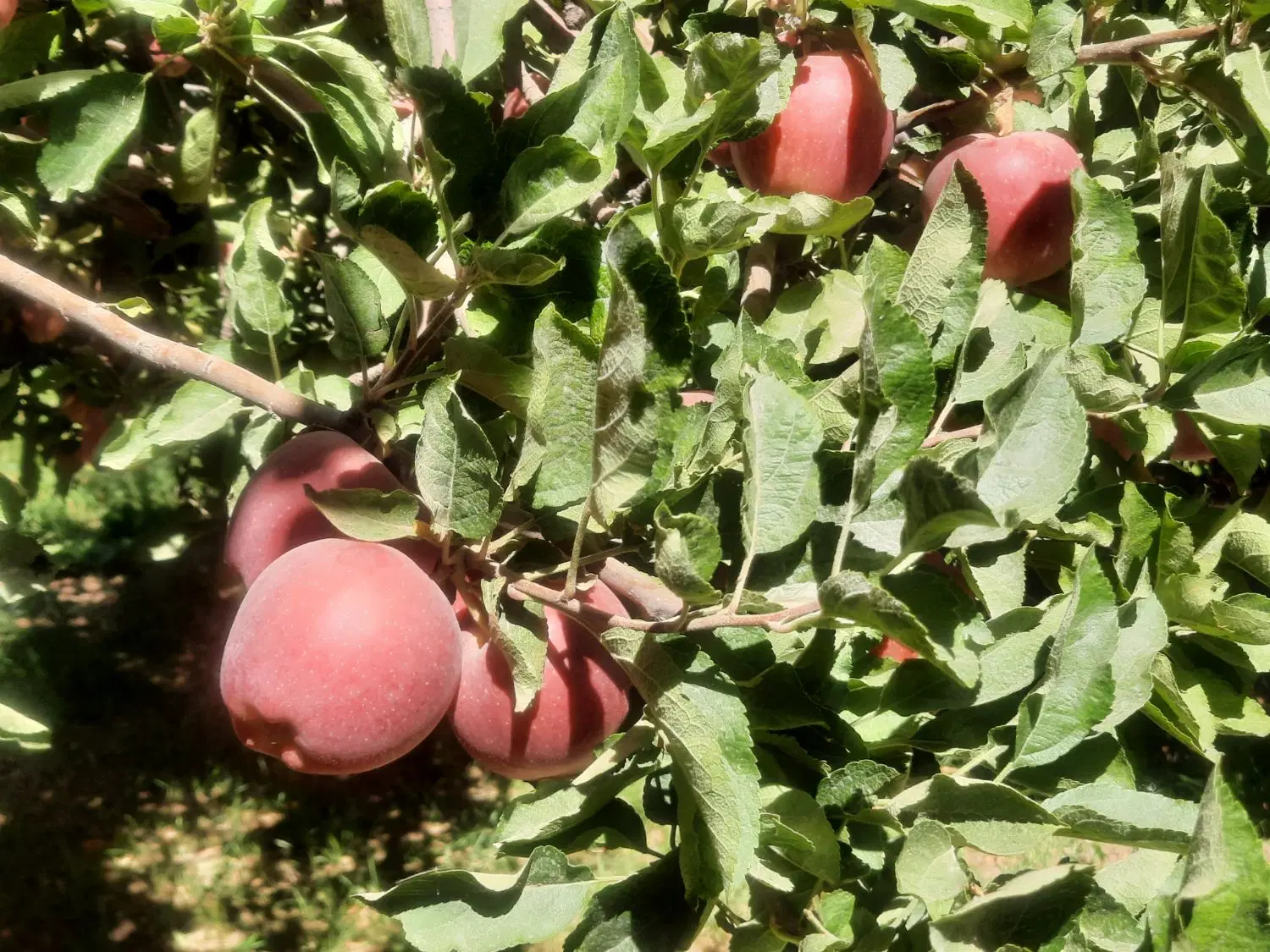 سیب قرمز ممتاز مستقیم از باغ|خوردنی و آشامیدنی|تهران, ازگل|دیوار