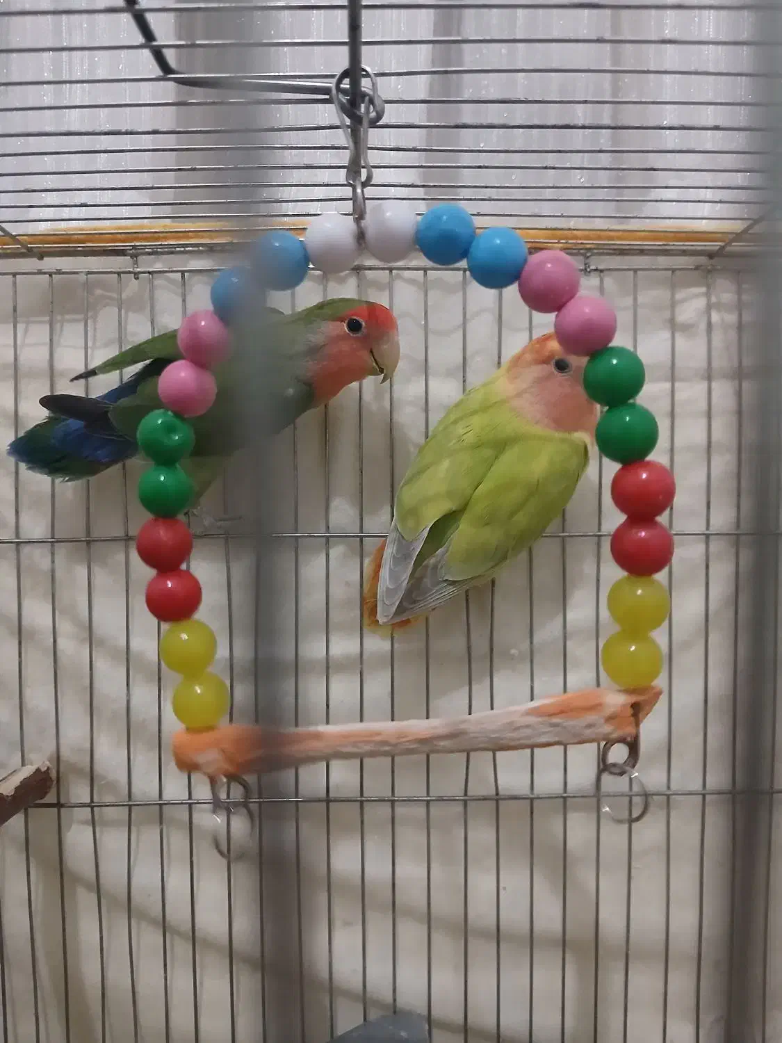 کوتوله جفت کارداده|پرنده|نیشابور, شهرک بسیج|دیوار