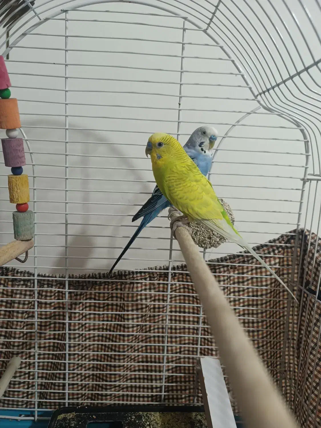 مرغ عشق بدون قفس|پرنده|پاکدشت, پاکدشت (مامازند)|دیوار