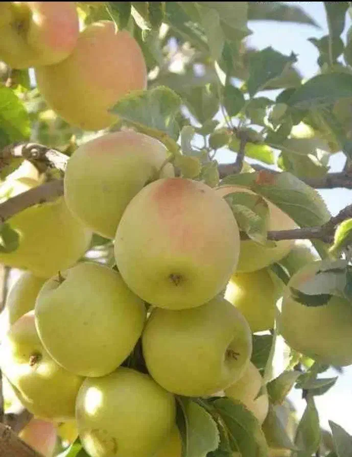 باغ شهری 1375متر  با دیوار وآب|فروش زمین و ملک کلنگی|شیراز, کودیان|دیوار