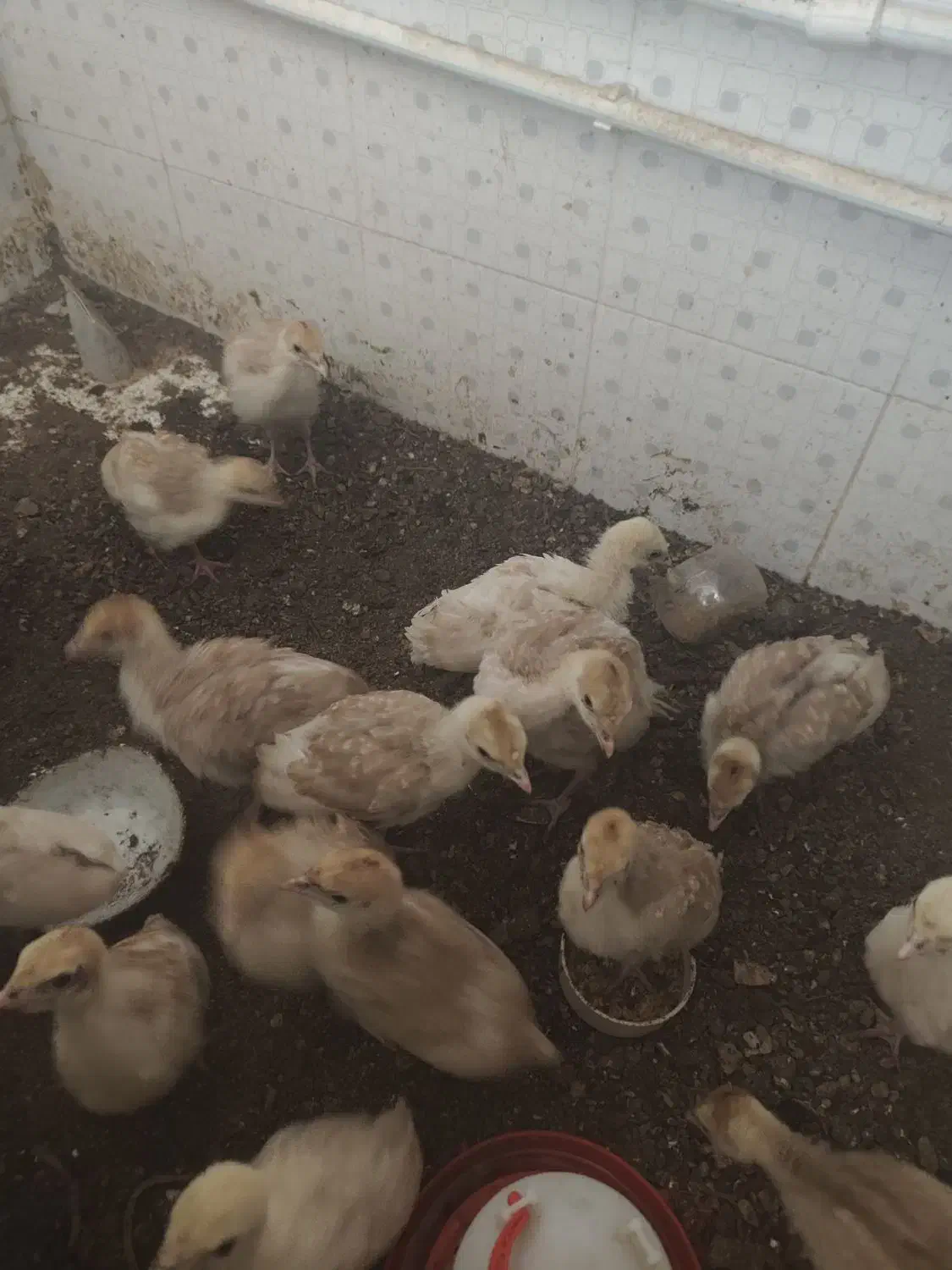 جوجه بوقلمون یک ماهه|حیوانات مزرعه|نگین شهر, |دیوار