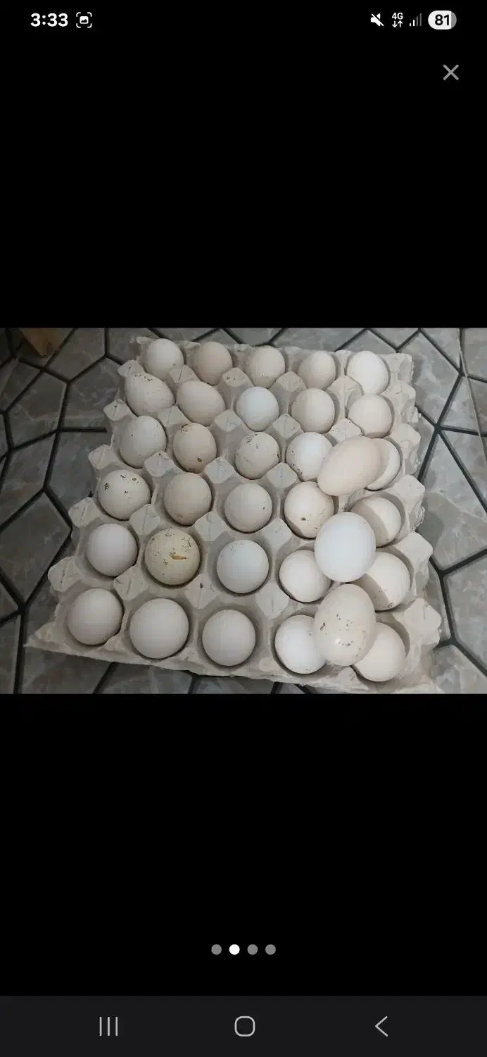 تخم مرغ گلین|حیوانات مزرعه|سرپل ذهاب, |دیوار