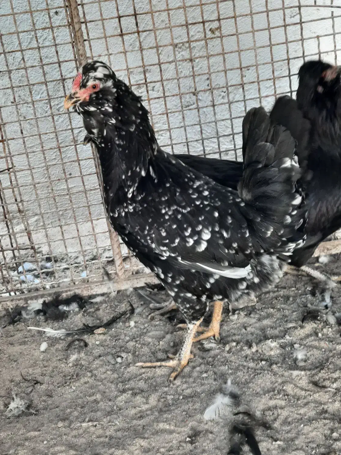 گلین جوجه و مولد|حیوانات مزرعه|سیرجان, |دیوار