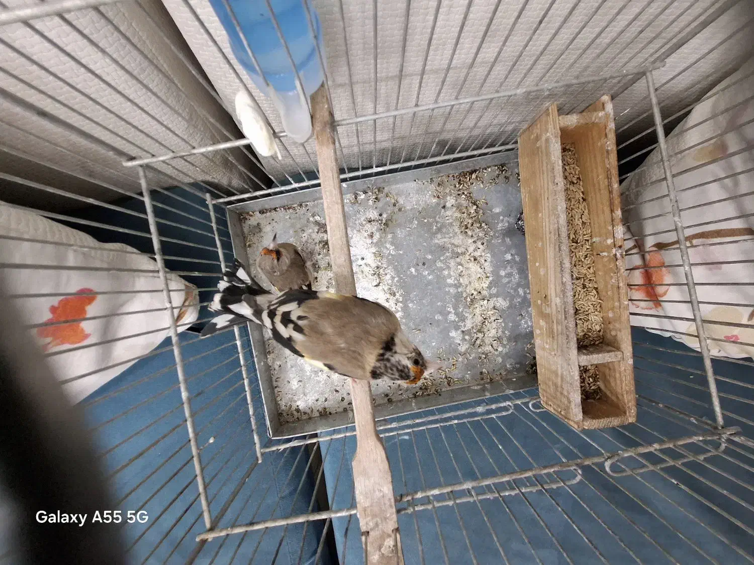 سهره دورگ و کرمونی|پرنده|شیراز, بازار|دیوار