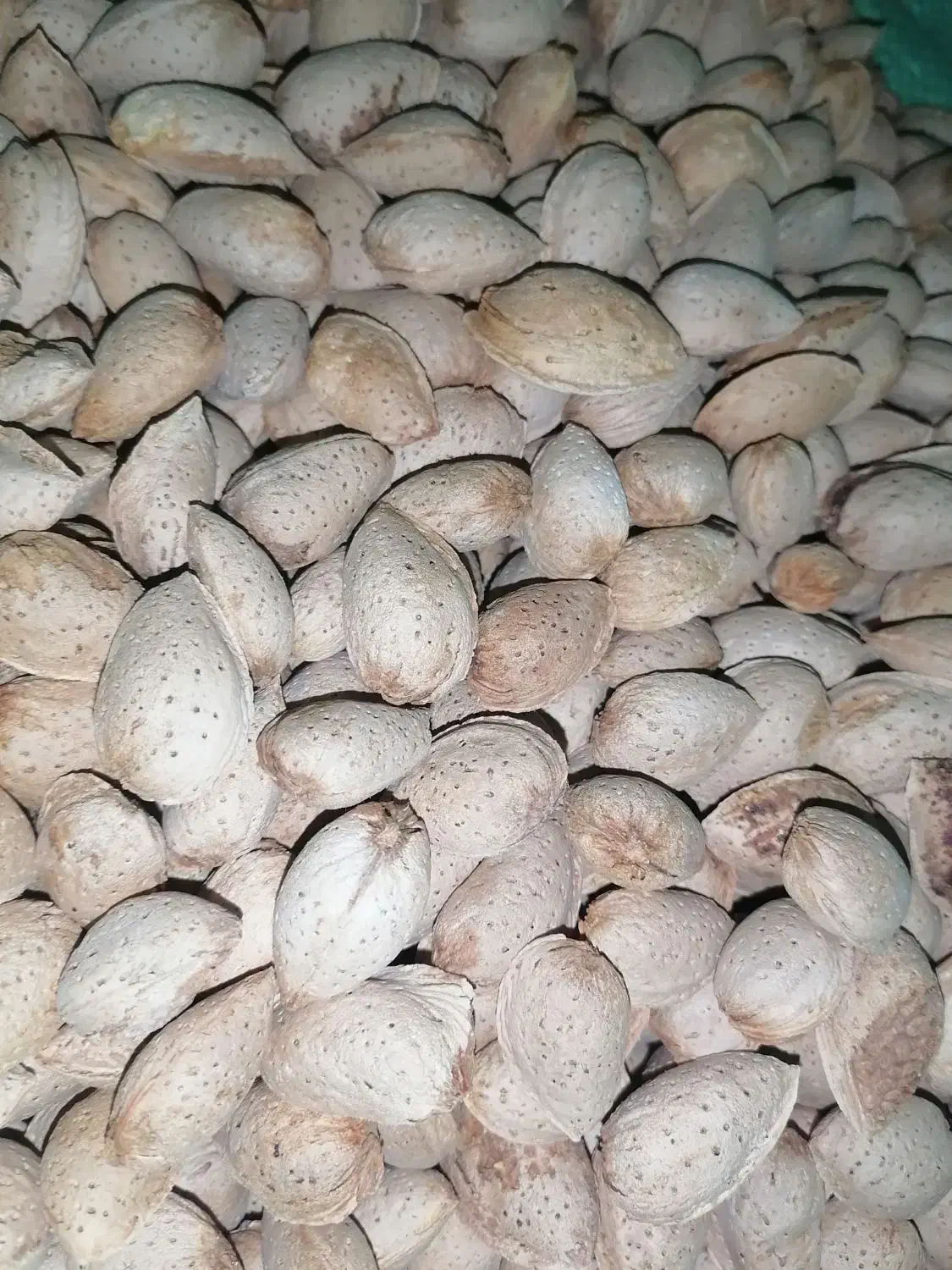 بادام کاغذی و نیمه کاغذی|خوردنی و آشامیدنی|زرند, |دیوار