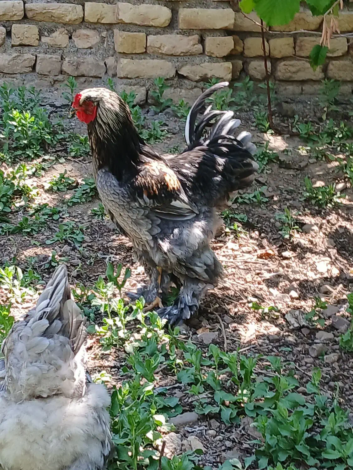 تخم نطفه دار برهمای اصیل|حیوانات مزرعه|قزوین, |دیوار