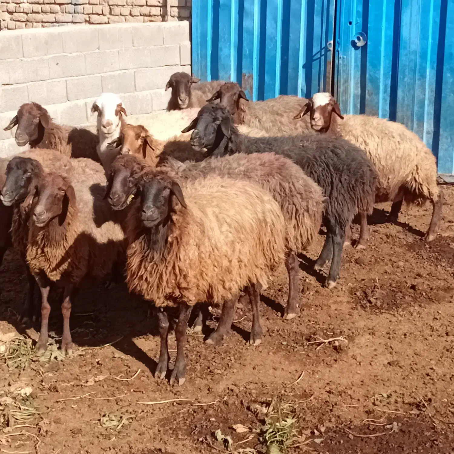 ۱۲میش اوست سنگین|حیوانات مزرعه|طرقبه, |دیوار