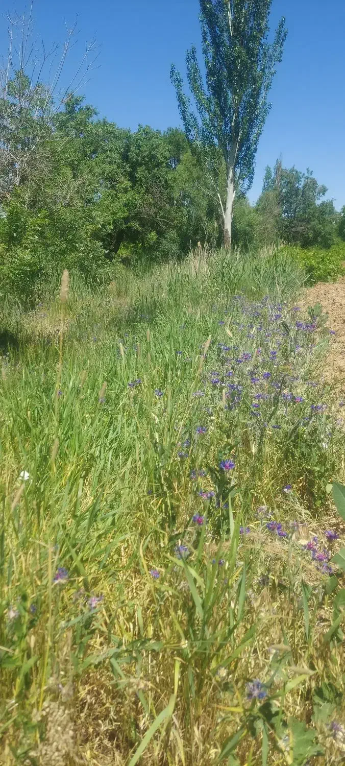 زمین مناسب باغچه|فروش زمین و ملک کلنگی|ری, امین آباد|دیوار