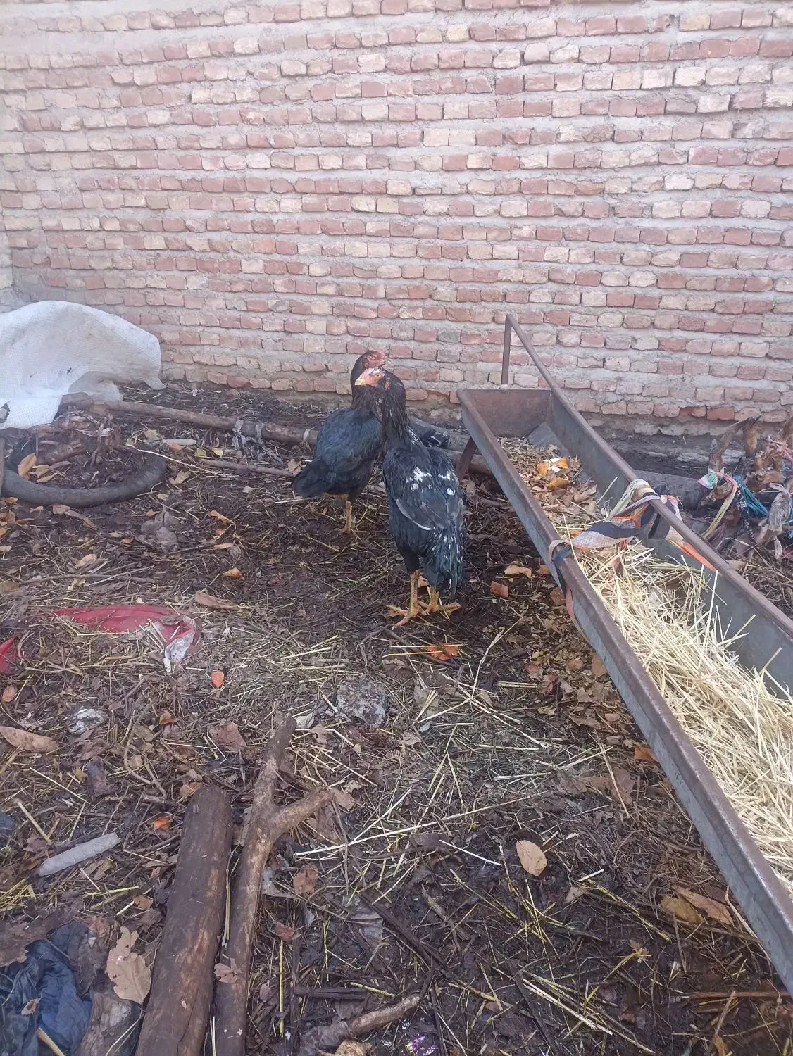 لار یک|حیوانات مزرعه|مشکین‌دشت, |دیوار