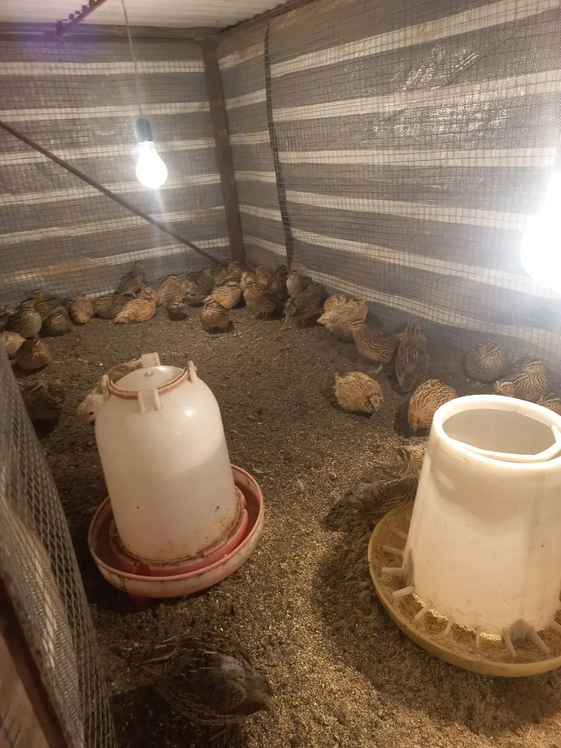 بلدرچین تخم گذار|حیوانات مزرعه|لیسار, |دیوار