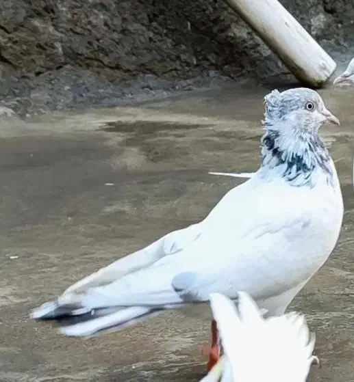 کبوتر|پرنده|سقز, |دیوار