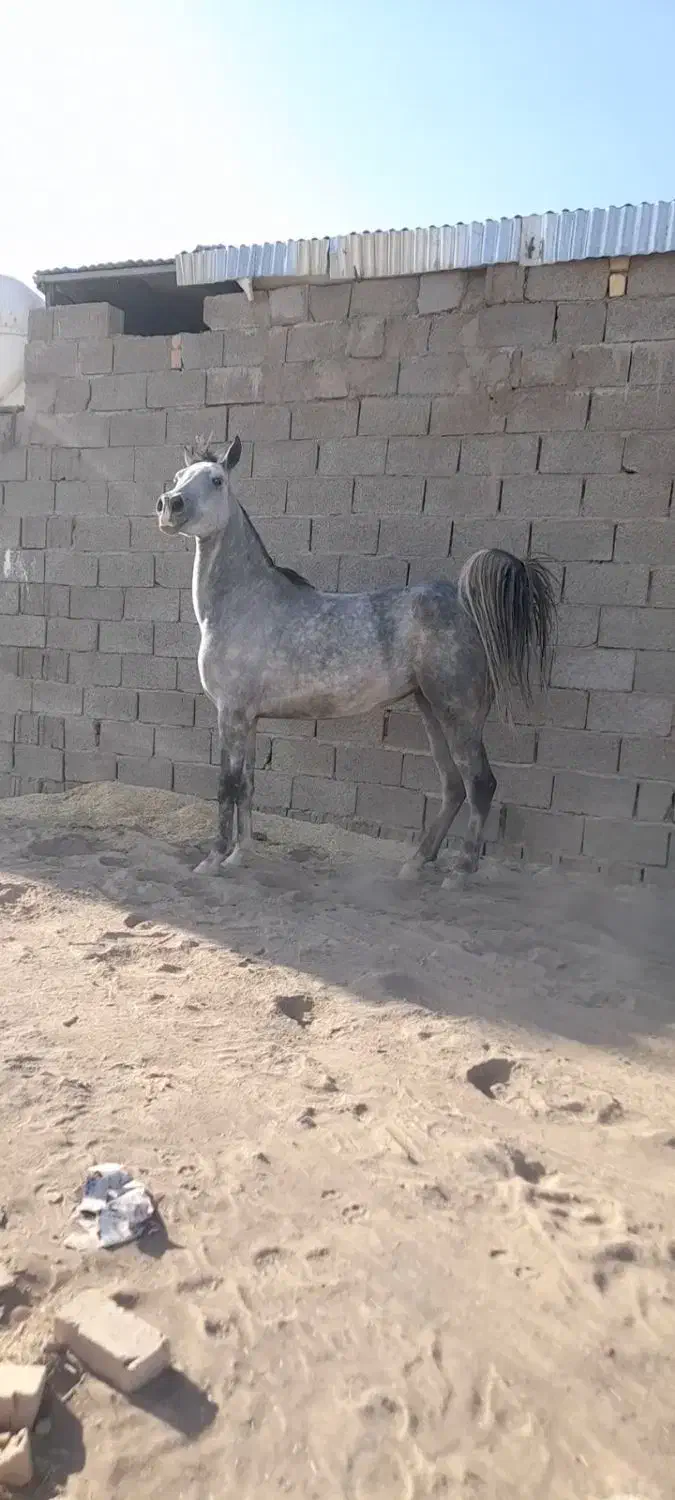 اسب|اسب و تجهیزات اسب‌سواری|زرندیه, |دیوار