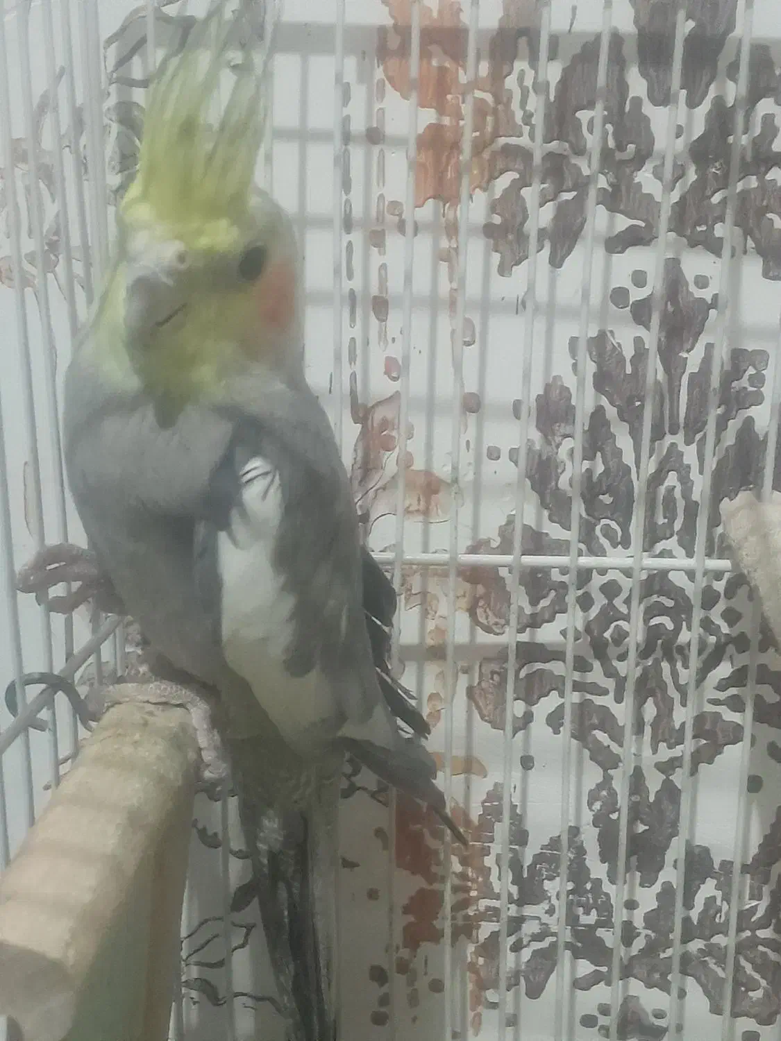 ۱۰۰۰۰۰۰|پرنده|بمانی, |دیوار