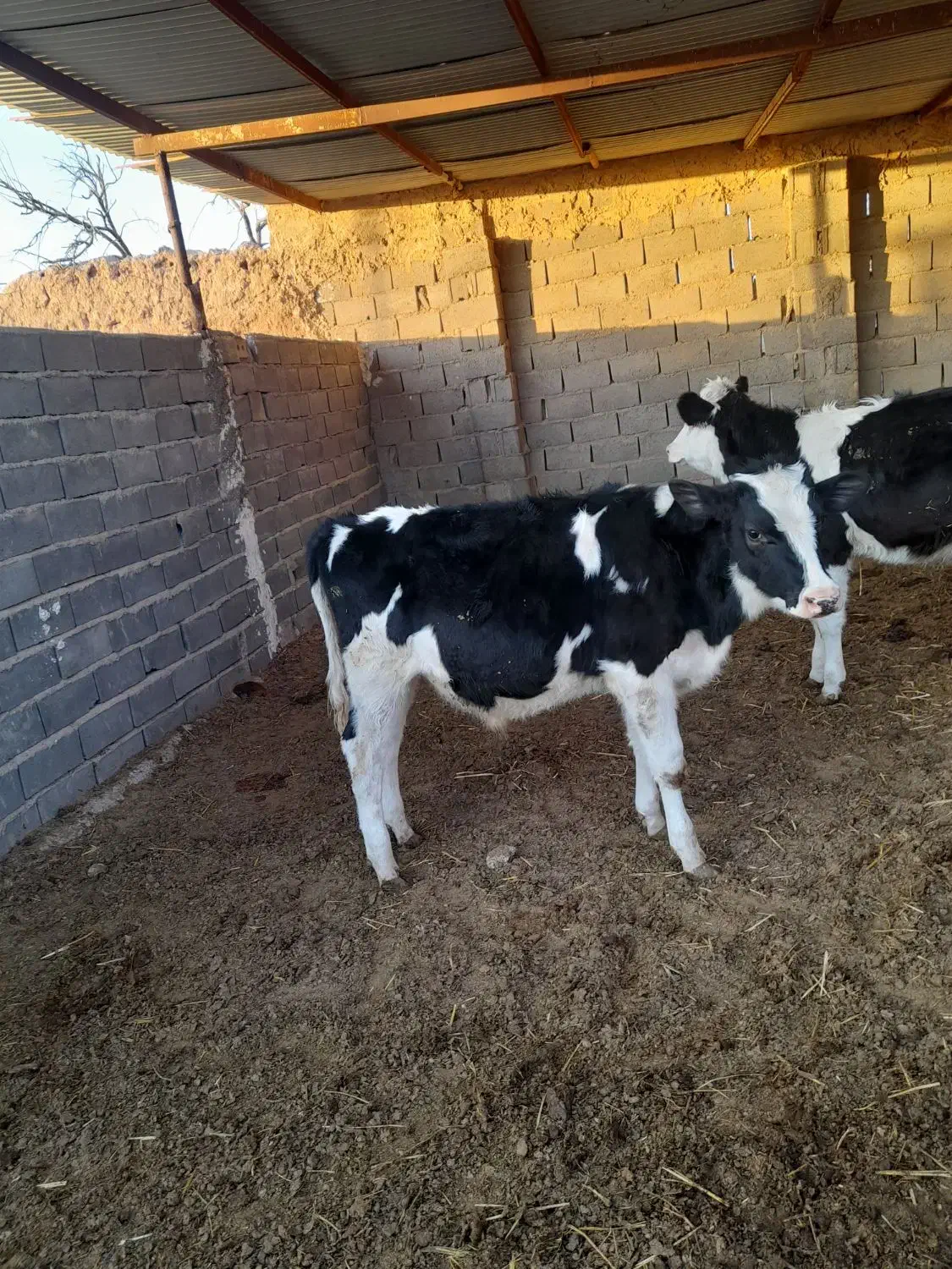 یگ عدد گوساله نر|حیوانات مزرعه|تربت جام, میان جام|دیوار