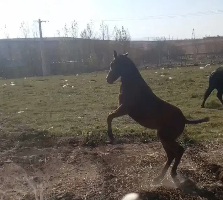 کره اسب مادیان|اسب و تجهیزات اسبسواری|سرعین, |دیوار