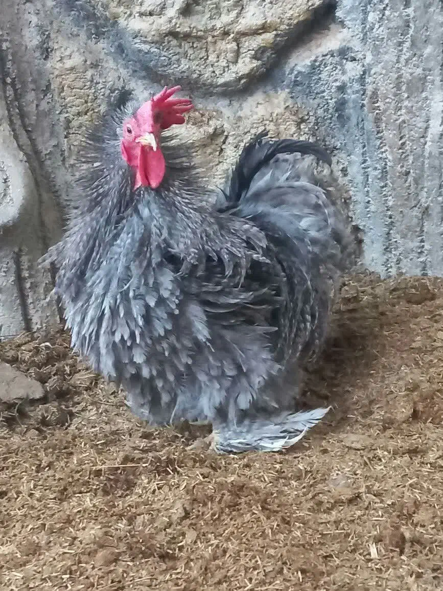 تخم نطفه دار کوشین و ابریشمی|حیوانات مزرعه|خمینیشهر, |دیوار